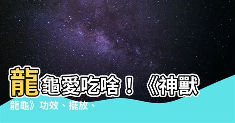 龍龜吃什麼|龍龜的功效、擺設位置、禁忌、開光